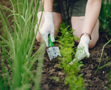 Exporting Plants