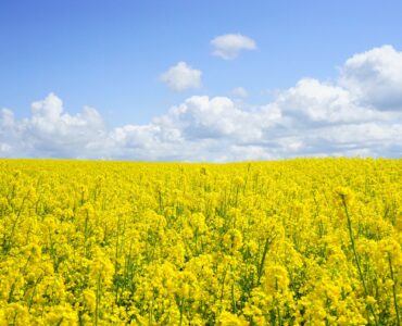 agricultural exporter